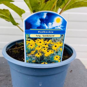 Rudbeckia Fulgida 'Goldsturm' (Zonnehoed)