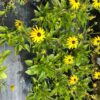 Rudbeckia Fulgida 'Goldsturm' (Zonnehoed)