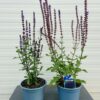 Salvia nemerosa Carradonna