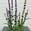 Salvia nemerosa Carradonna