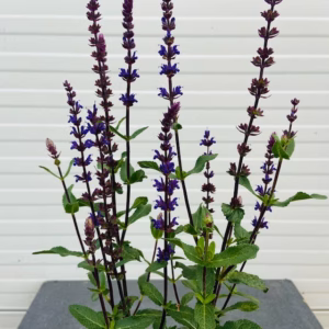 Salvia nemerosa Carradonna