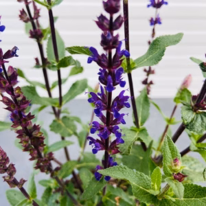 Salvia nemerosa Carradonna