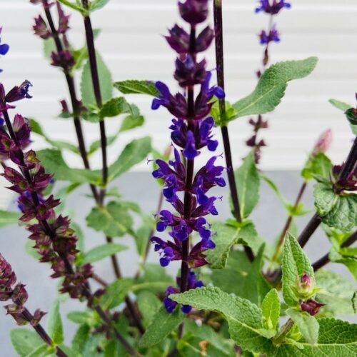 Salvia nemerosa Carradonna