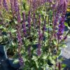 Salvia nemerosa Carradonna