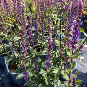 Salvia nemerosa Carradonna