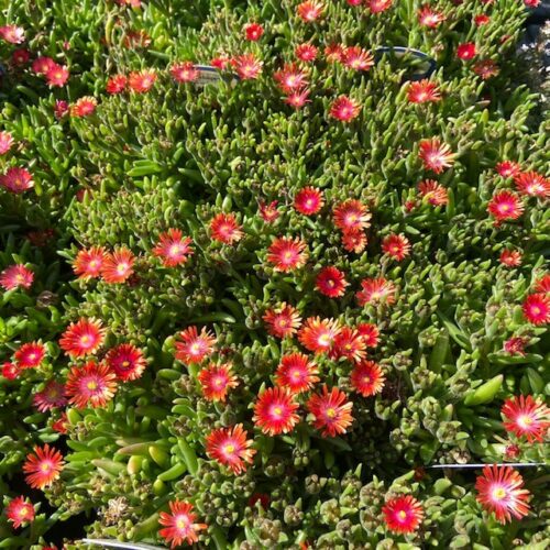 Delosperma