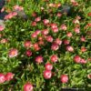 Delosperma Hybrida Ice Cream 'Salmon'