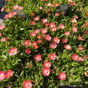 Delosperma Hybrida Ice Cream 'Salmon'
