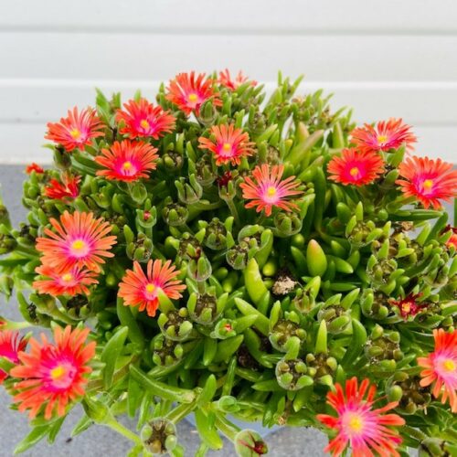 Delosperma Hybrida Ice Cream 'Salmon'