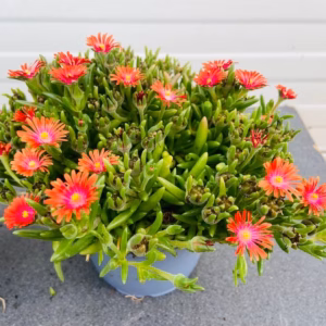 Delosperma Hybrida Ice Cream 'Salmon'