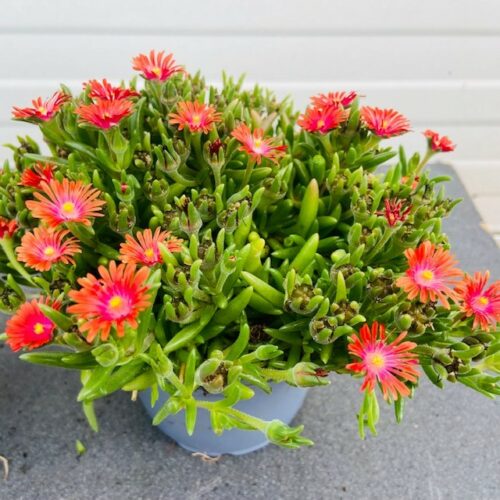 Delosperma Hybrida Ice Cream 'Salmon'