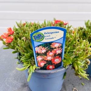Delosperma Jewel 'Grenade'