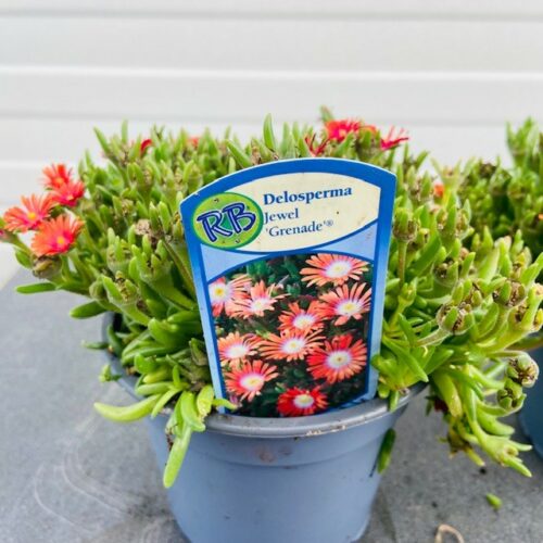 Delosperma Jewel 'Grenade'