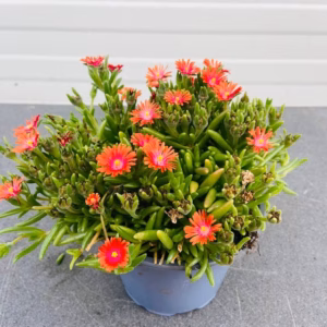 Delosperma Jewel 'Grenade'