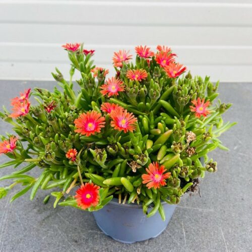 Delosperma Jewel 'Grenade'