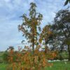 Amberboom