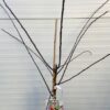 Pruimenboom Halfstam 'Victoria'