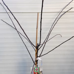 Pruimenboom Halfstam 'Victoria'