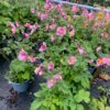Anemone Hupehensis 'Splendens' op de kwekerij Bij Tas Boomkwekerij te Waddinxveen