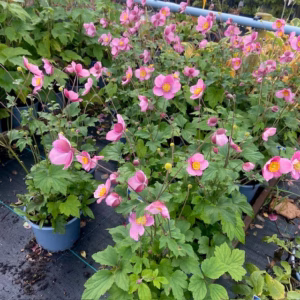 Anemone Hupehensis 'Splendens' op de kwekerij Bij Tas Boomkwekerij te Waddinxveen