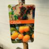 Citrus kumquat (dwergsinasappel) 80 - 100 cm