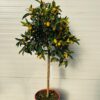 Citrus kumquat (dwergsinasappel) 80 - 100 cm