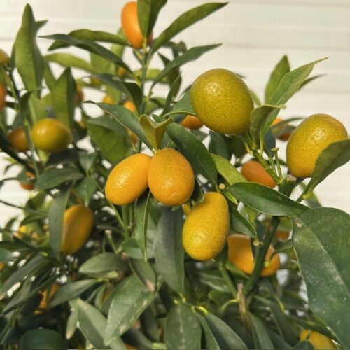 Citrus kumquat (dwergsinasappel) 80 - 100 cm