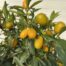 Citrus kumquat (dwergsinasappel) 80 - 100 cm