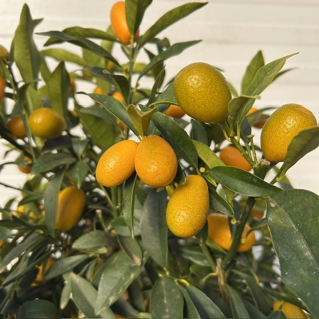 Citrus kumquat (dwergsinasappel) 80 - 100 cm