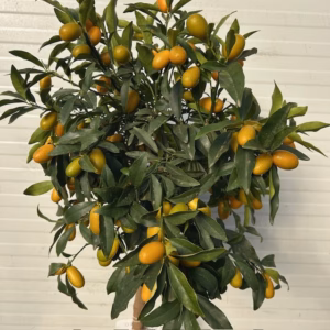 Citrus kumquat (dwergsinasappel) 80 - 100 cm