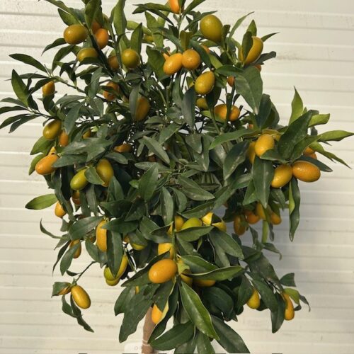 Citrus kumquat (dwergsinasappel) 80 - 100 cm
