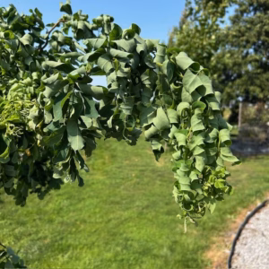 Robinia ps. 'Twisty Baby' (Acacia)
