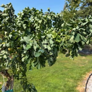 Robinia ps. 'Twisty Baby' (Acacia)