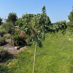 Robinia ps. 'Twisty Baby' (Acacia)