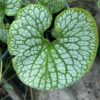 Brunnera Silver Heart