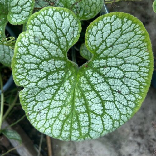 Brunnera Silver Heart