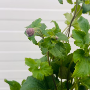 Anemone Splendens