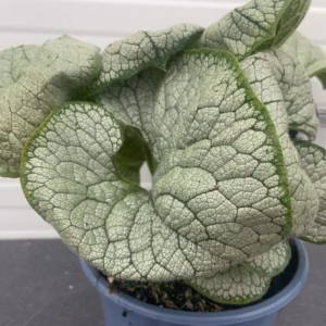 brunnera silver heart
