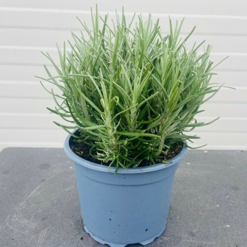 Lavandula 'Munstead'