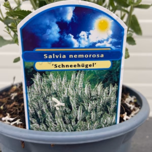 Salvia nemerosa Schneehügel