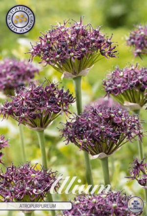 Allium Antropurpureum