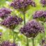 Allium Antropurpureum