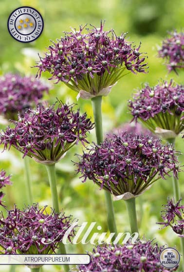 Allium Antropurpureum