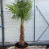 Trachycarpus fortunei in half wijnvat van 112 liter