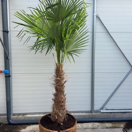 Trachycarpus fortunei in half wijnvat van 112 liter