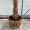 Half wijnvat 112 liter met Trachycarpus fortunei  250 cm