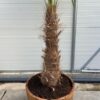 Half wijnvat 112 liter met Trachycarpus fortunei  250 cm