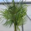 Half wijnvat 112 liter met Trachycarpus fortunei  250 cm