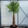 Half wijnvat 112 liter met Trachycarpus fortunei  250 cm