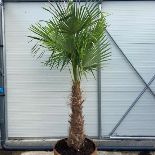 Half wijnvat 112 liter met Trachycarpus fortunei  250 cm